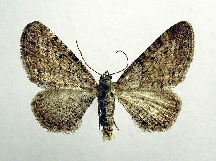 Eupithecia pernotata