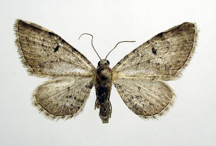 Eupithecia pimpinellata