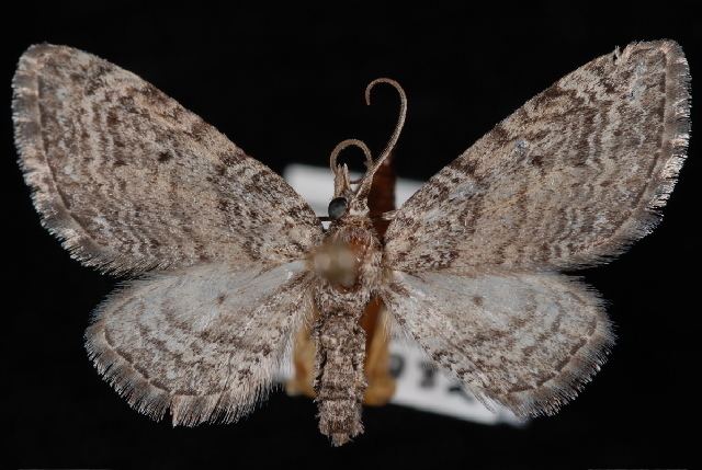 Eupithecia pseudotsugata