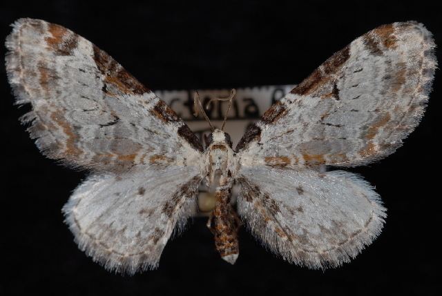 Eupithecia ravocostaliata