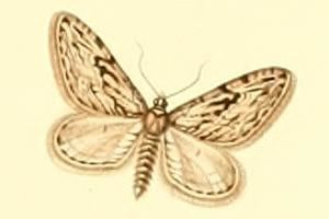 Eupithecia rosmarinata
