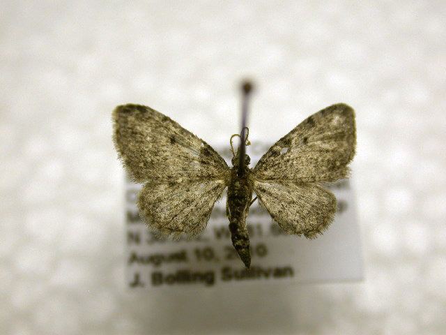 Eupithecia russeliata