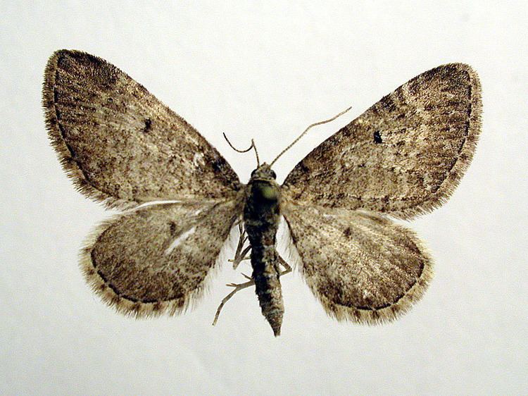 Eupithecia satyrata Eupithecia satyrata Wikipedia