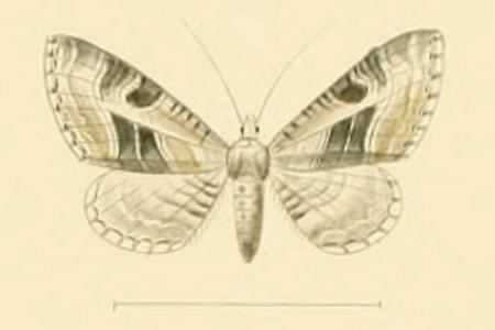 Eupithecia scalptata