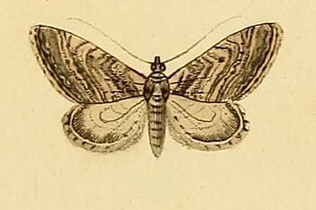 Eupithecia scopariata