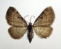 Eupithecia selinata httpsuploadwikimediaorgwikipediacommonsthu