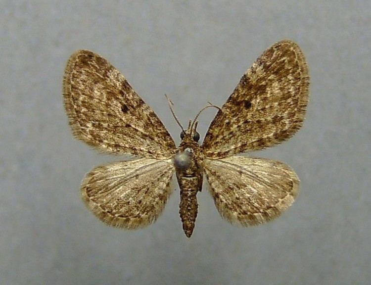 Eupithecia silenata