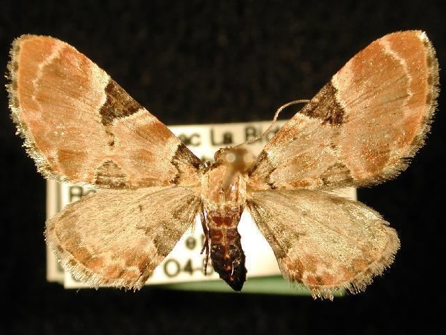 Eupithecia stellata
