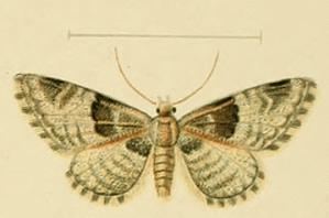 Eupithecia stertzi