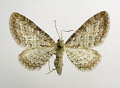Eupithecia subumbrata httpsuploadwikimediaorgwikipediacommonsthu