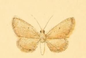 Eupithecia sutiliata