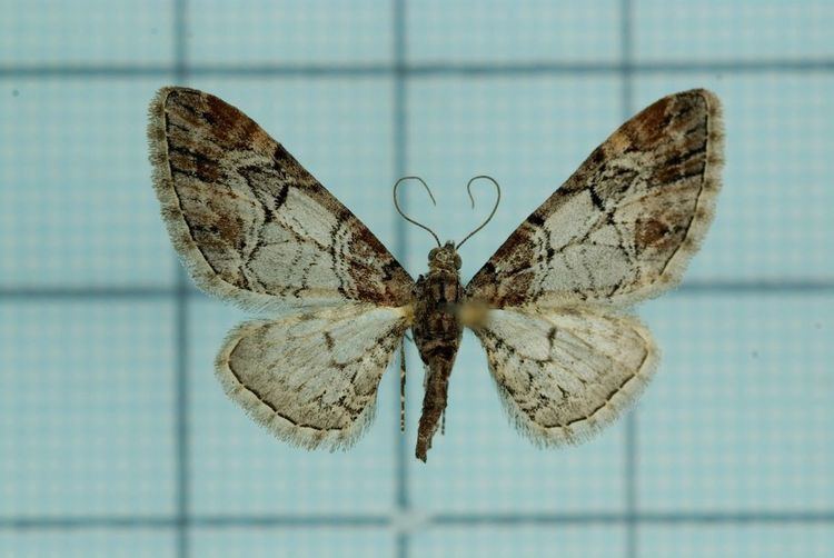 Eupithecia taiwana