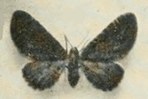 Eupithecia thalictrata