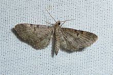 Eupithecia trisignaria httpsuploadwikimediaorgwikipediacommonsthu