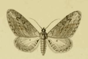 Eupithecia unedonata