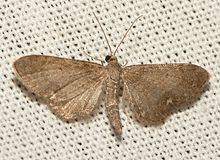 Eupithecia valerianata httpsuploadwikimediaorgwikipediacommonsthu
