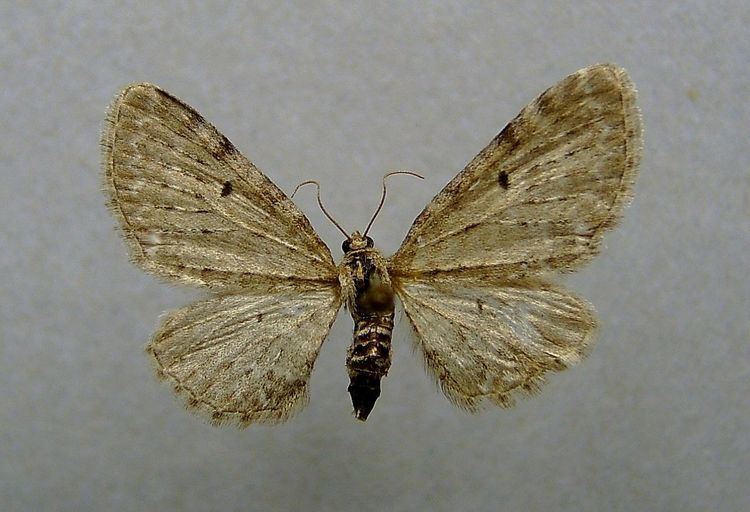 Eupithecia veratraria