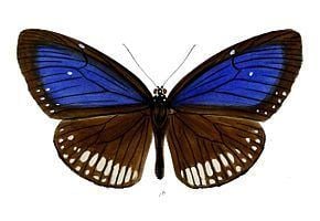 Euploea algea httpsuploadwikimediaorgwikipediacommonsthu