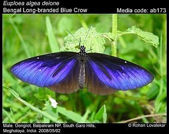 Euploea Euploea Butterflies of India