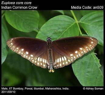 Euploea core Euploea core Common Crow Butterflies of India