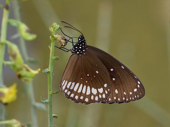 Euploea core Butterflies of India Euploea core