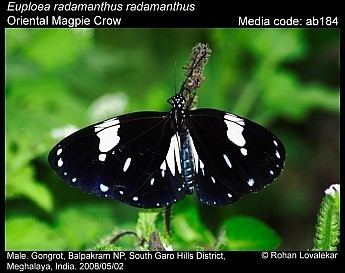 Euploea Euploea Butterflies of India