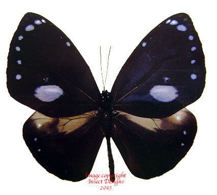 Euploea eunice Insect Designs Butterflies and Moths Danaidae Euploea