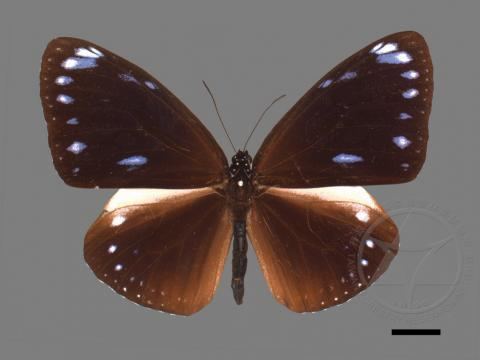 Euploea eunice Subspecies Euploea eunice hobsoni Butler 1877