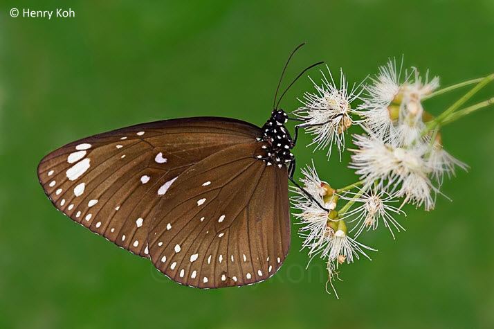 Euploea midamus wwwbutterflycirclecomchecklistmugshotsEuploea