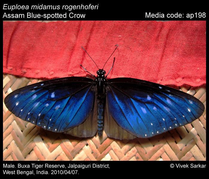 Euploea midamus Euploea midamus Bluespotted Crow Butterflies of India