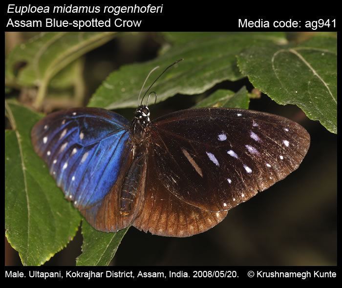 Euploea midamus Euploea midamus Bluespotted Crow Butterflies of India