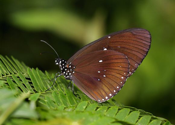 Euploea midamus Butterflies of India Euploea midamus