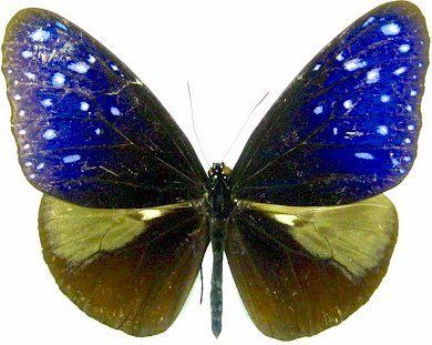 Euploea midamus InsectSalecom Euploea midamus Euploeamidamusjpg insect