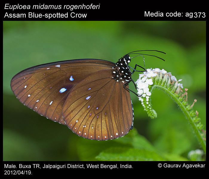 Euploea midamus Euploea midamus Bluespotted Crow Butterflies of India