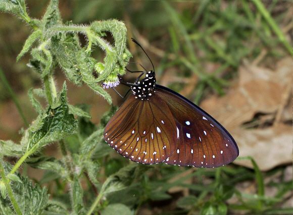 Euploea mulciber Butterflies of India Euploea mulciber