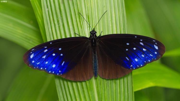 Euploea mulciber Euploea mulciber mulciber Striped Blue Crow