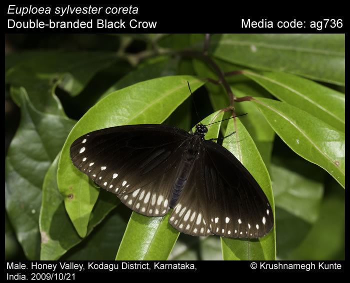 Euploea sylvester Euploea sylvester Doublebranded Crow Butterflies of India