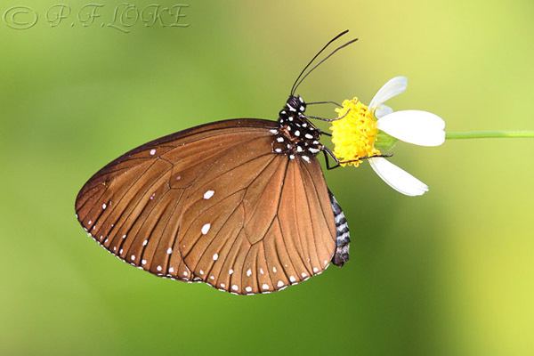 Euploea tulliolus ButterflyCircle Checklist