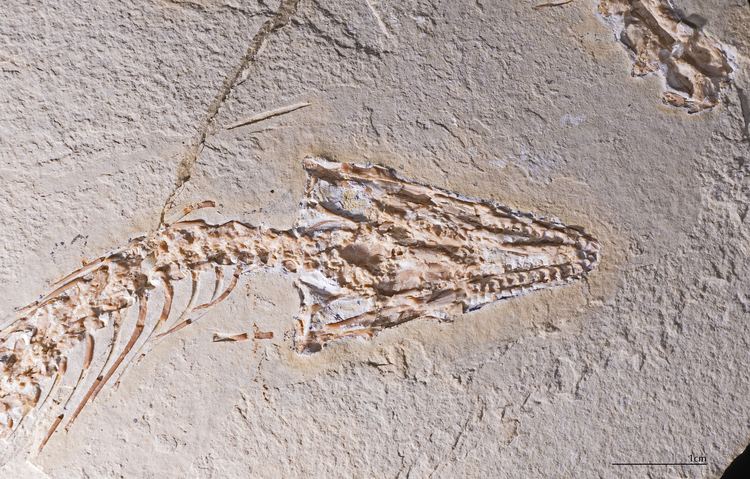 Eupodophis FileEupodophis descouensi Holotype Skulljpg Wikimedia Commons