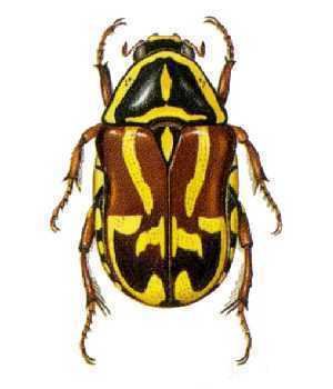 Eupoecila australasiae wwwcescsiroauaicnimagescain1384jpg