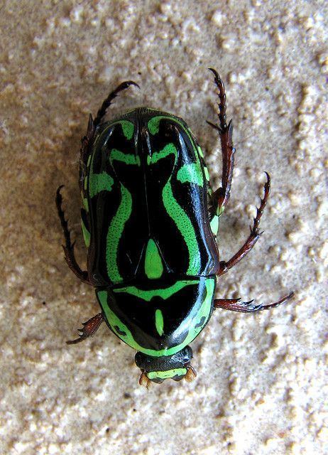 Eupoecila australasiae Eupoecila australasiae commonly known as the fiddler beetle or rose