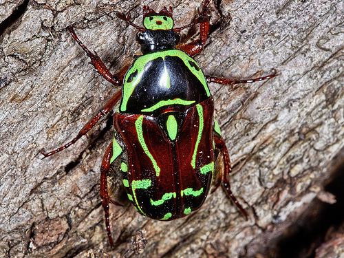 Eupoecila australasiae Beetle Scarabaeidae Fiddler Eupoecila australasiae Flickr