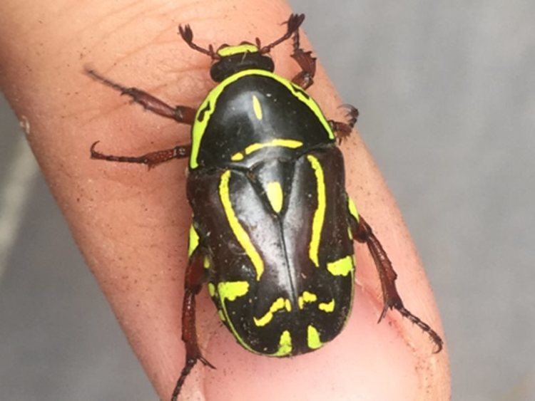 Eupoecila australasiae Beetle black with yellow markings Fiddler Beetle Eupoecila