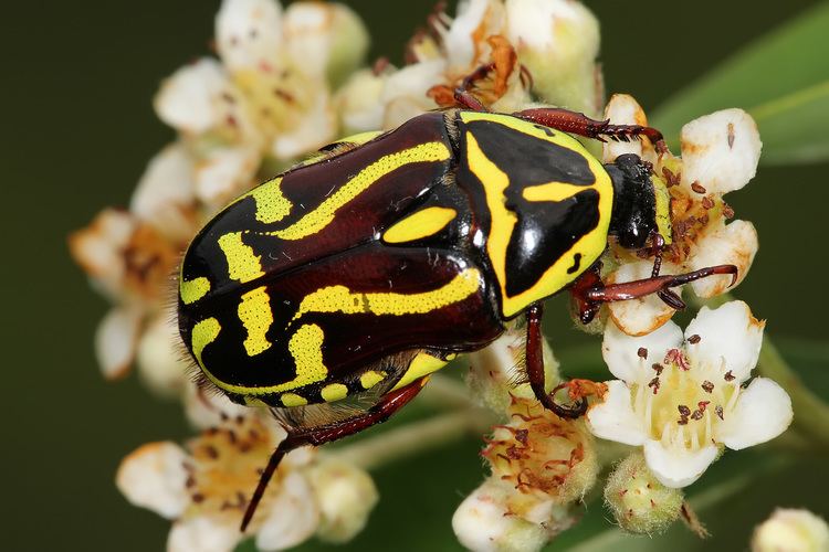 Eupoecila australasiae Eupoecila australasiae Wikipedia