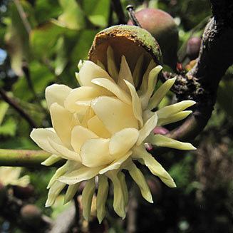 Eupomatia wwwbiodiversityexplorerorgplantseupomatiaceae