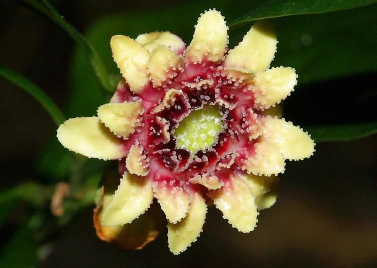 Eupomatia Eupomatia bennetti photo lui weberI I Friends of Gondwana Rainforest