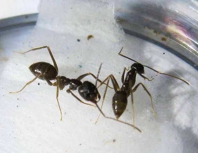 Euprenolepis Photos and Info on Ants and Termites of Malaysia Euprenolepis