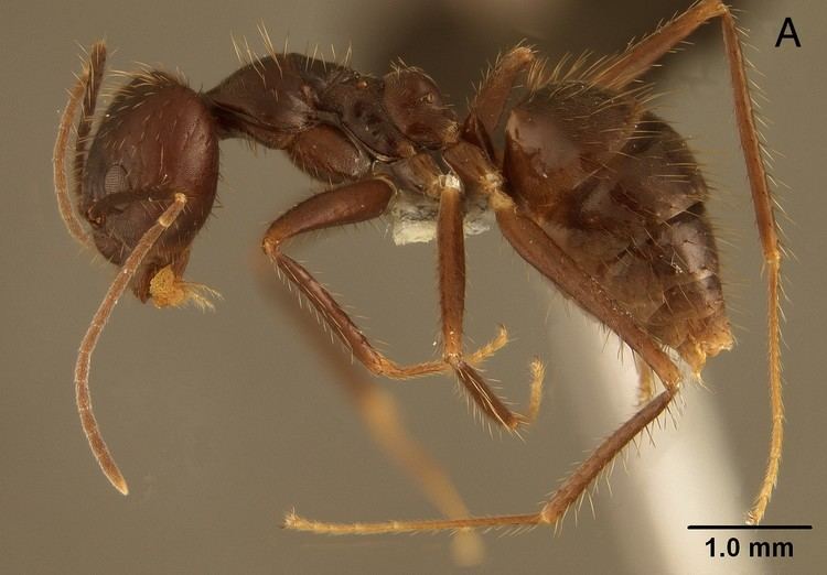 Euprenolepis Formicidae Formicinae Euprenolepis procera major