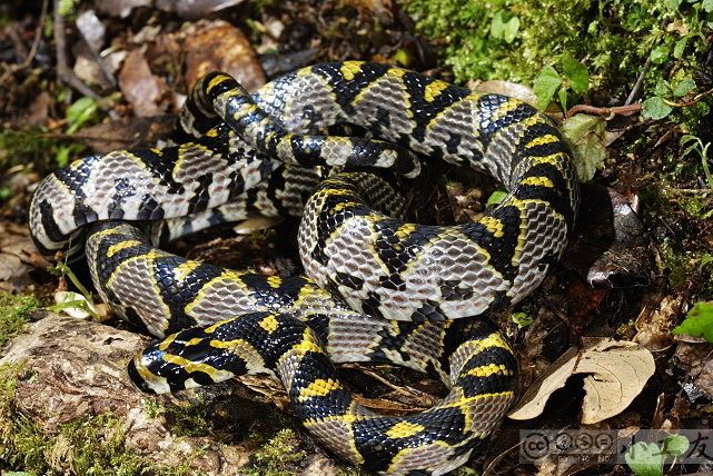 Euprepiophis Euprepiophis mandarina Mandarin Ratsnake