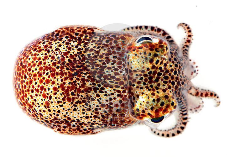 Euprymna Kahi Kai Images Euprymna scolopes Hawaiian Bobtail squid